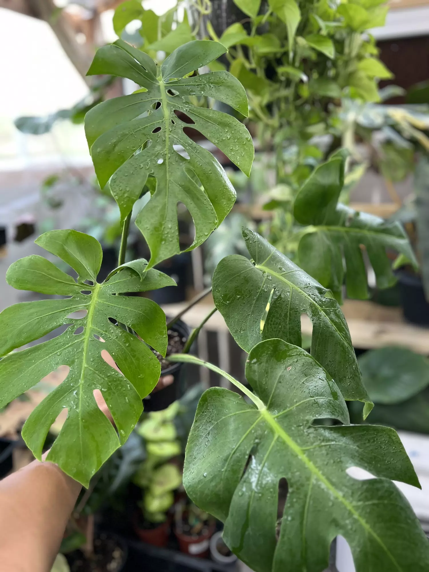 plant/Monstera Form Six-0