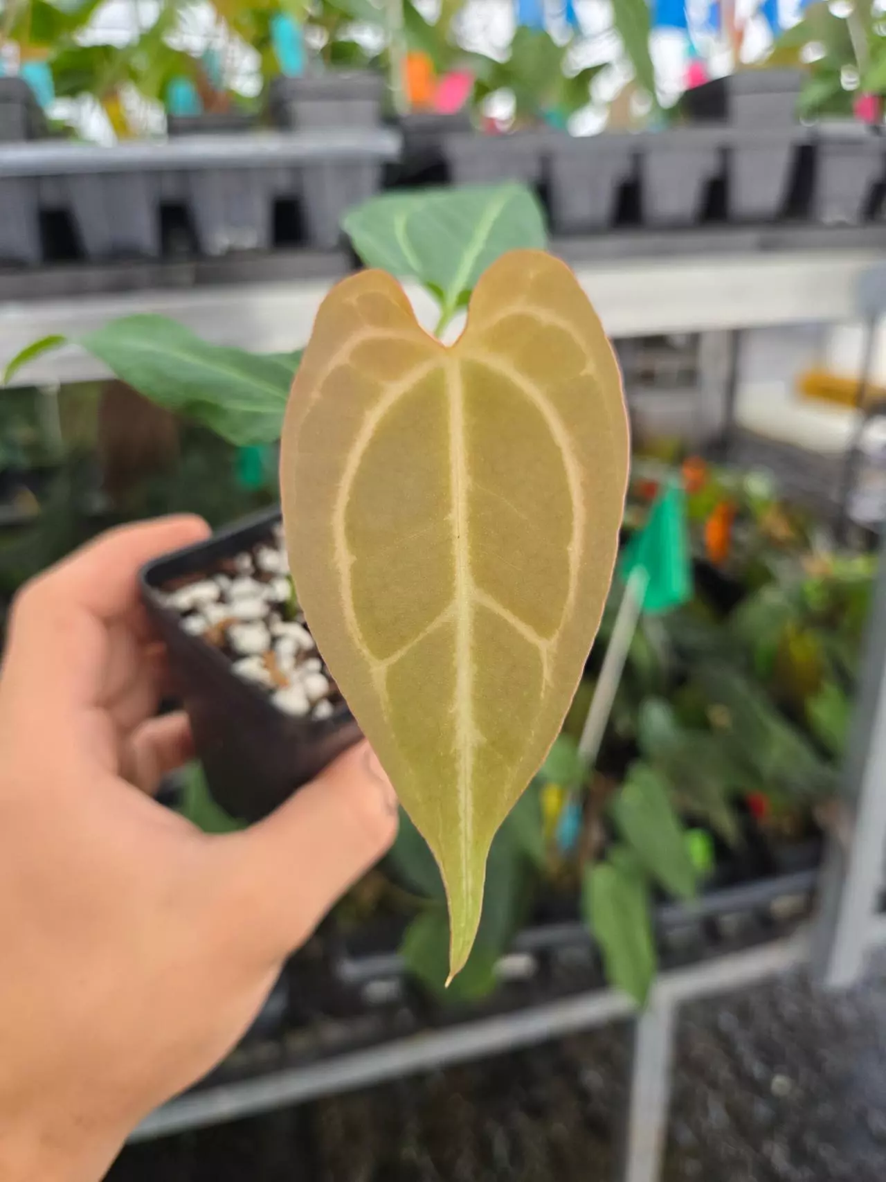 plant/P109 copper brown emergent. Mikes Mag Pap #2 x Tim Anderson Mag Pap #2-1