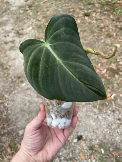 plant/Gloriosum-0-thumbnail