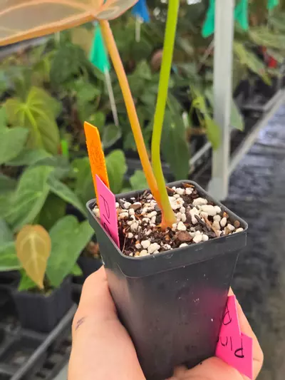 plant/P106 Dark chocolate red vein emergent. Swampmannii F2 ( S #3 x S. Round)-3-thumbnail