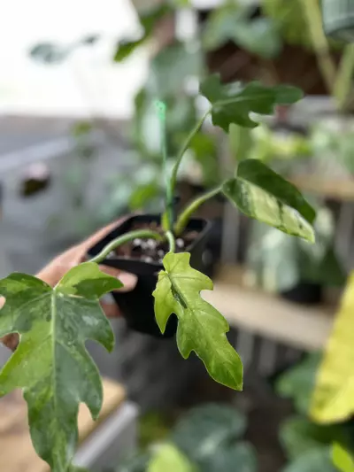 plant/Variegated Radiatum Bottom cut (fully rooted)-0-thumbnail