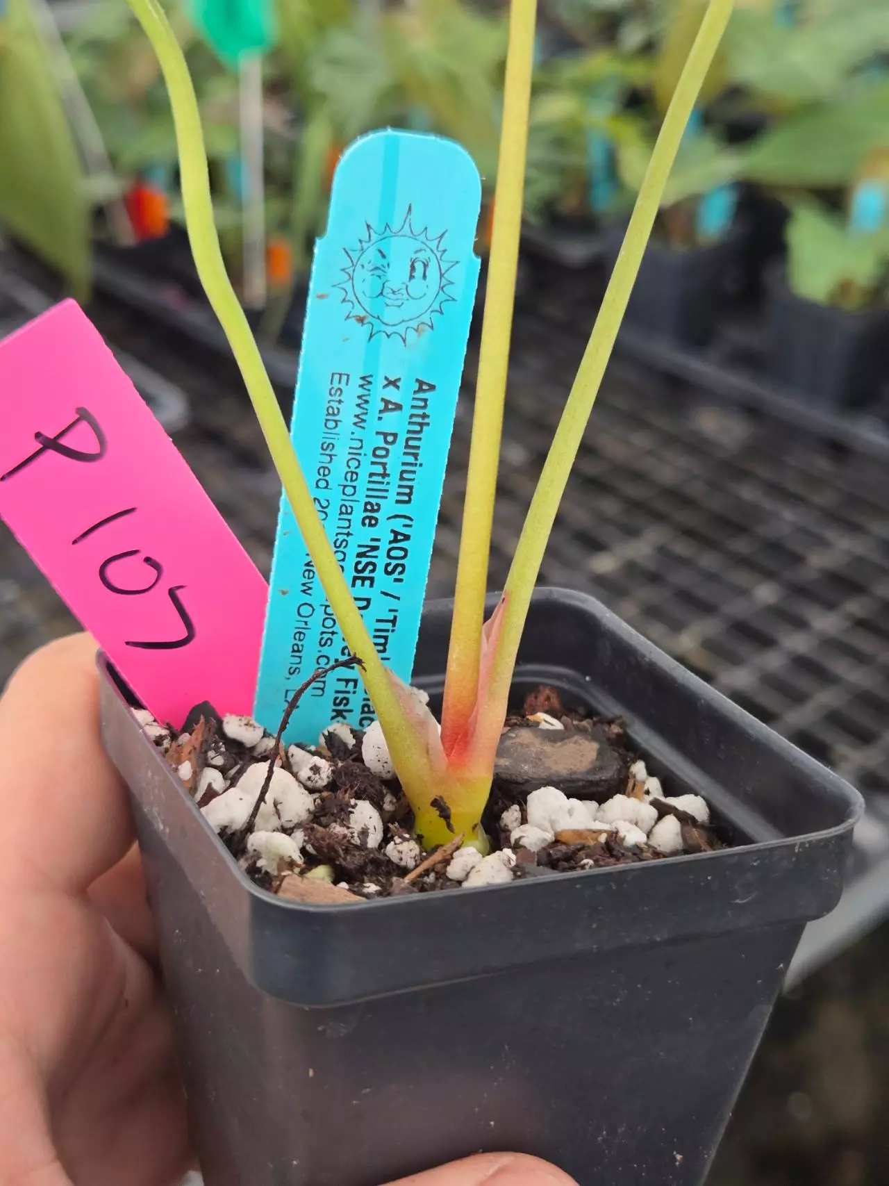 plant/P107 Dark green emergent. ( AOS / Tims Black) x Portillae NSE Dewey Fisk Clone-3