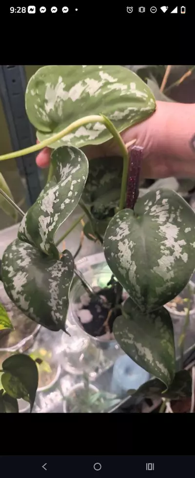 plant/Sc xl Gumara/ garuda-0-thumbnail