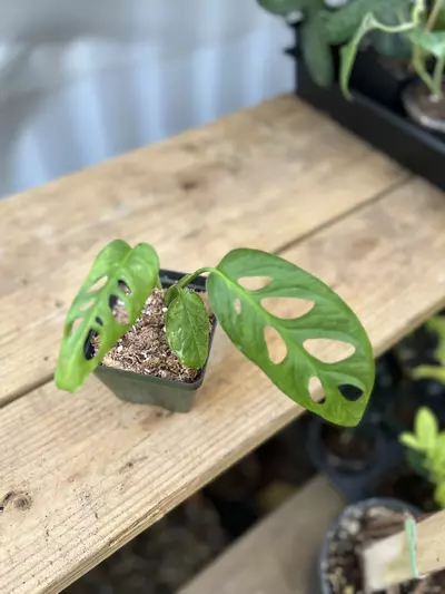 plant/CUTTING - Monstera Adansonii Mint (first pic is Mother)-1-thumbnail