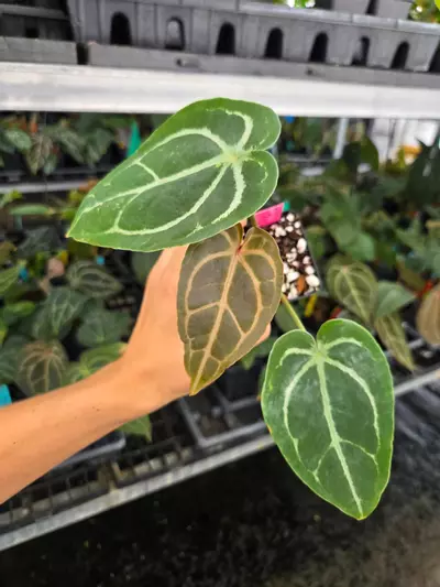plant/P108 Dark green/choco red vein emergent. SKG Red Crystal x Swampmannii Round-2-thumbnail