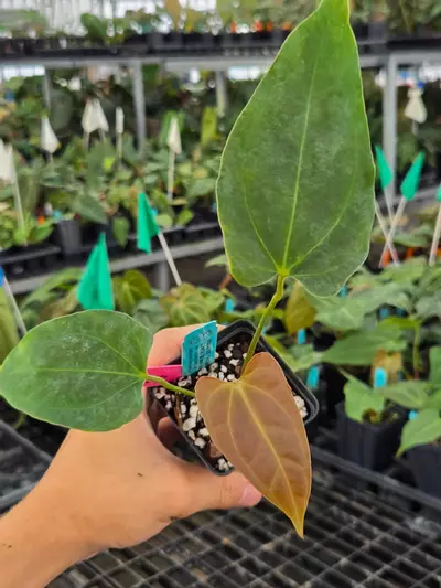 plant/P107 Dark green emergent. ( AOS / Tims Black) x Portillae NSE Dewey Fisk Clone-2-thumbnail