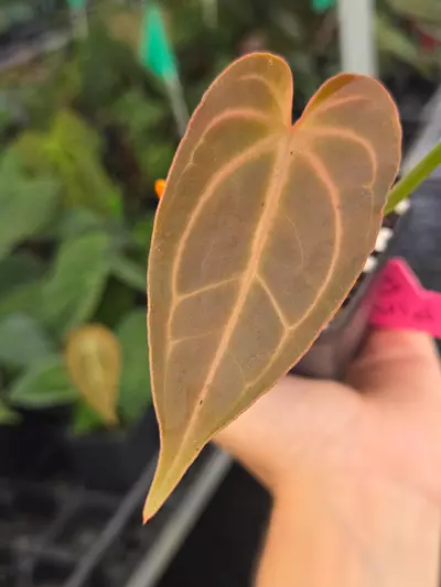 plant/P106 Dark chocolate red vein emergent. Swampmannii F2 ( S #3 x S. Round)-1-thumbnail