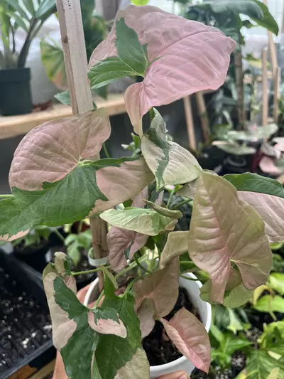 plant/NODES! Syngonium pink lava nodes from this mother-0-thumbnail