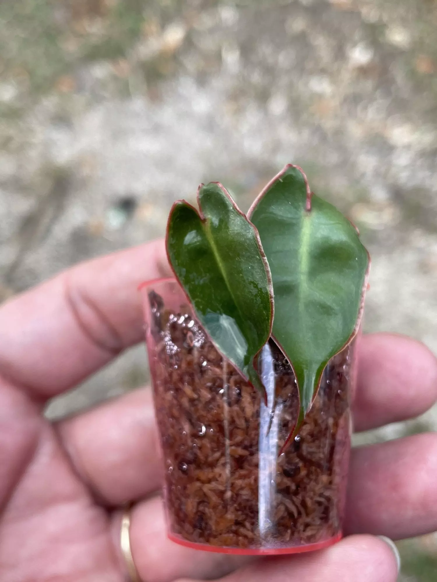 plant/Add On Only plz ~Billie Babe!-0