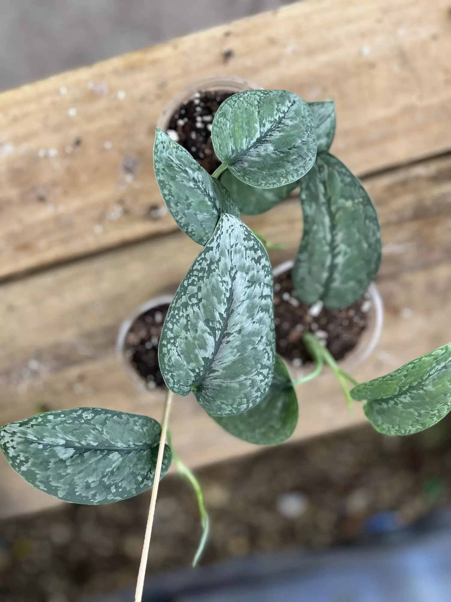 plant/Scindapsus Mt Salak (Growers Choice 4 inch pot)-0