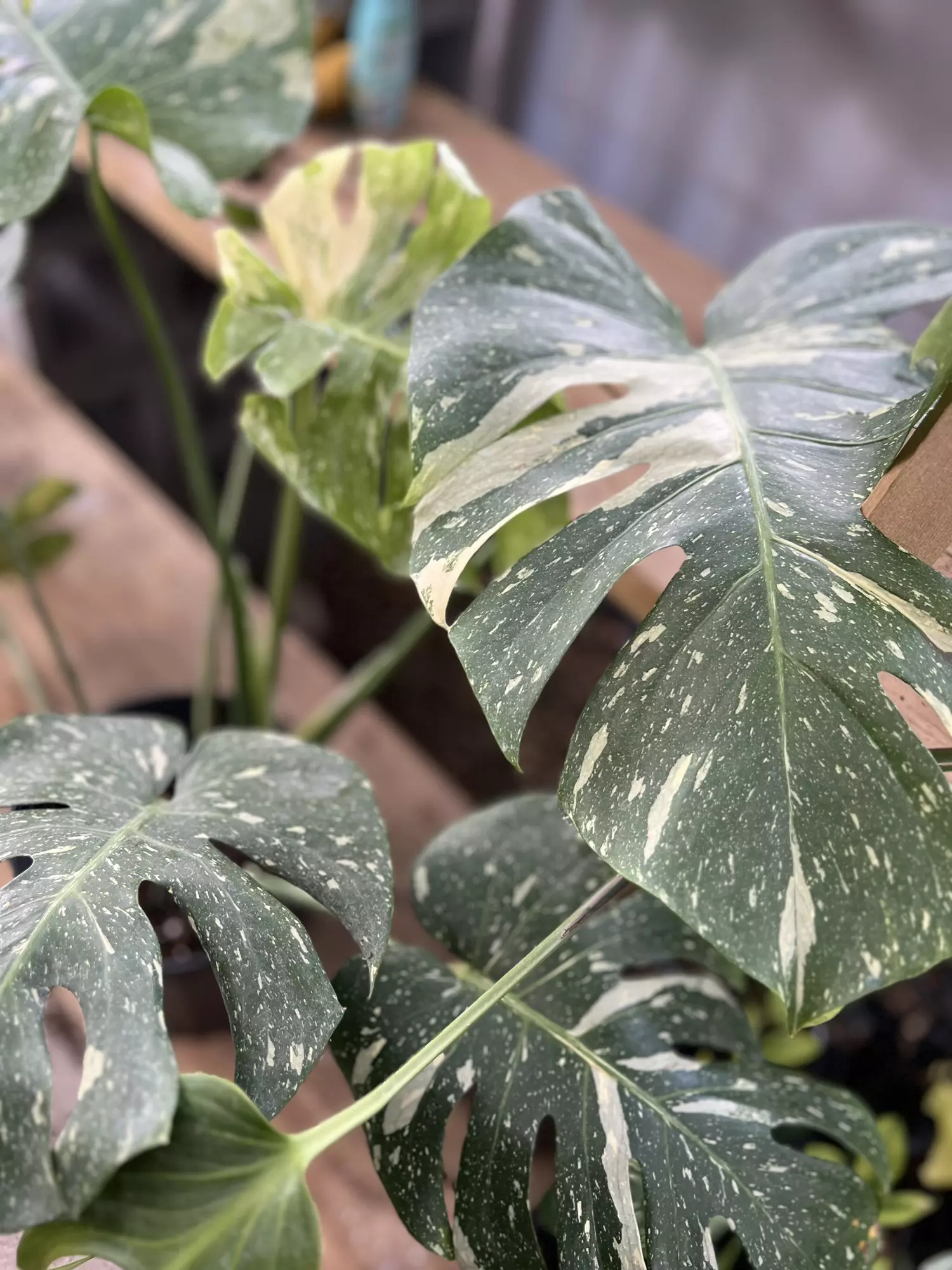 plant/Monstera Thai Constellation XL-0