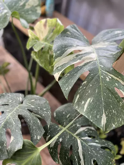 plant/Monstera Thai Constellation XL-0-thumbnail