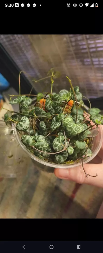 plant/String of heart-0-thumbnail