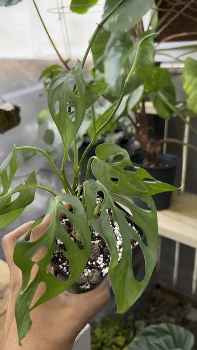 plant/Monstera sp. 'Pachicutza'-1-thumbnail