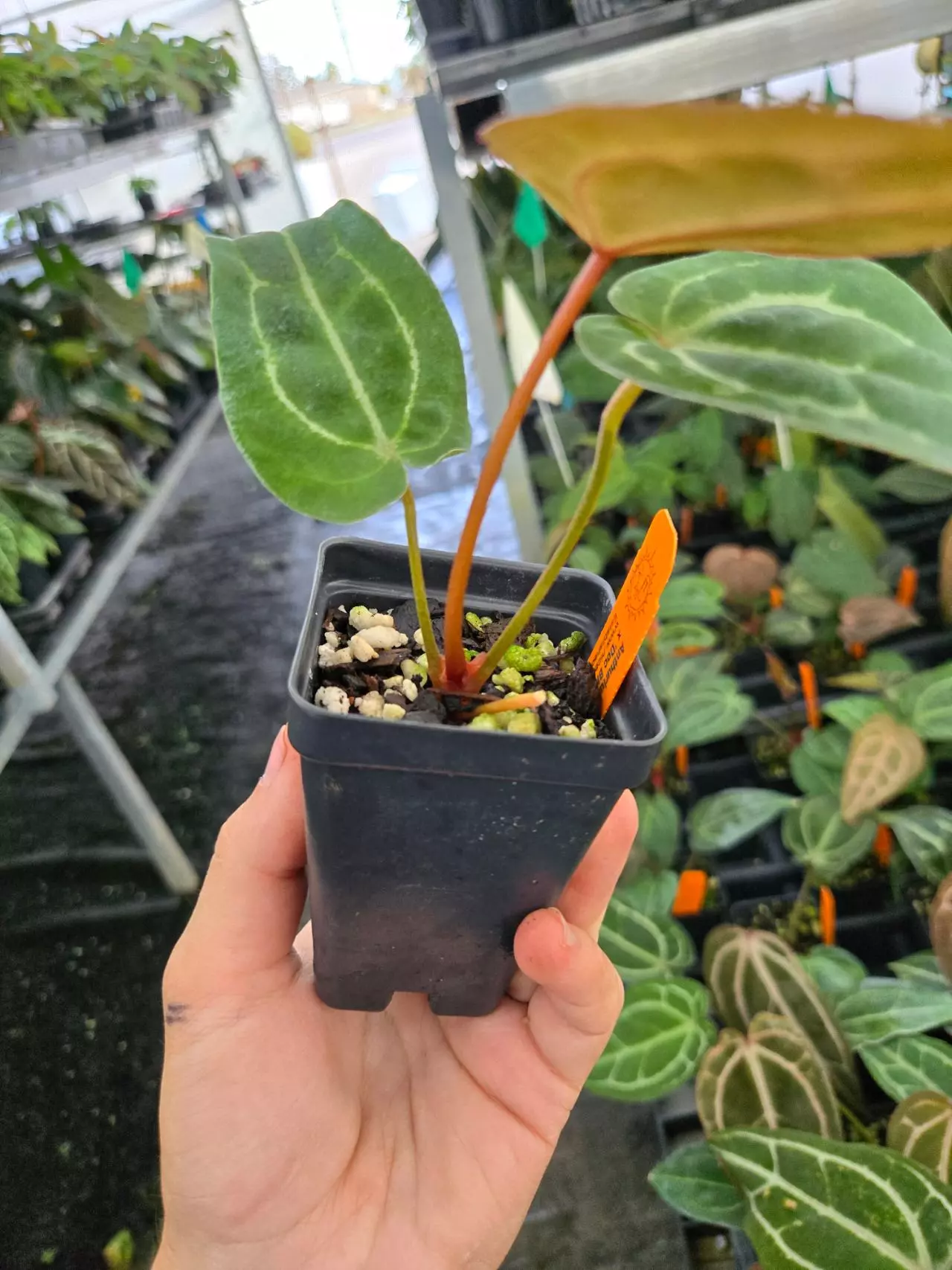 plant/P110 Purple emergent.( Tim Anderson Crystal Mag x Tims Black) x Doc Block Purple F2-3