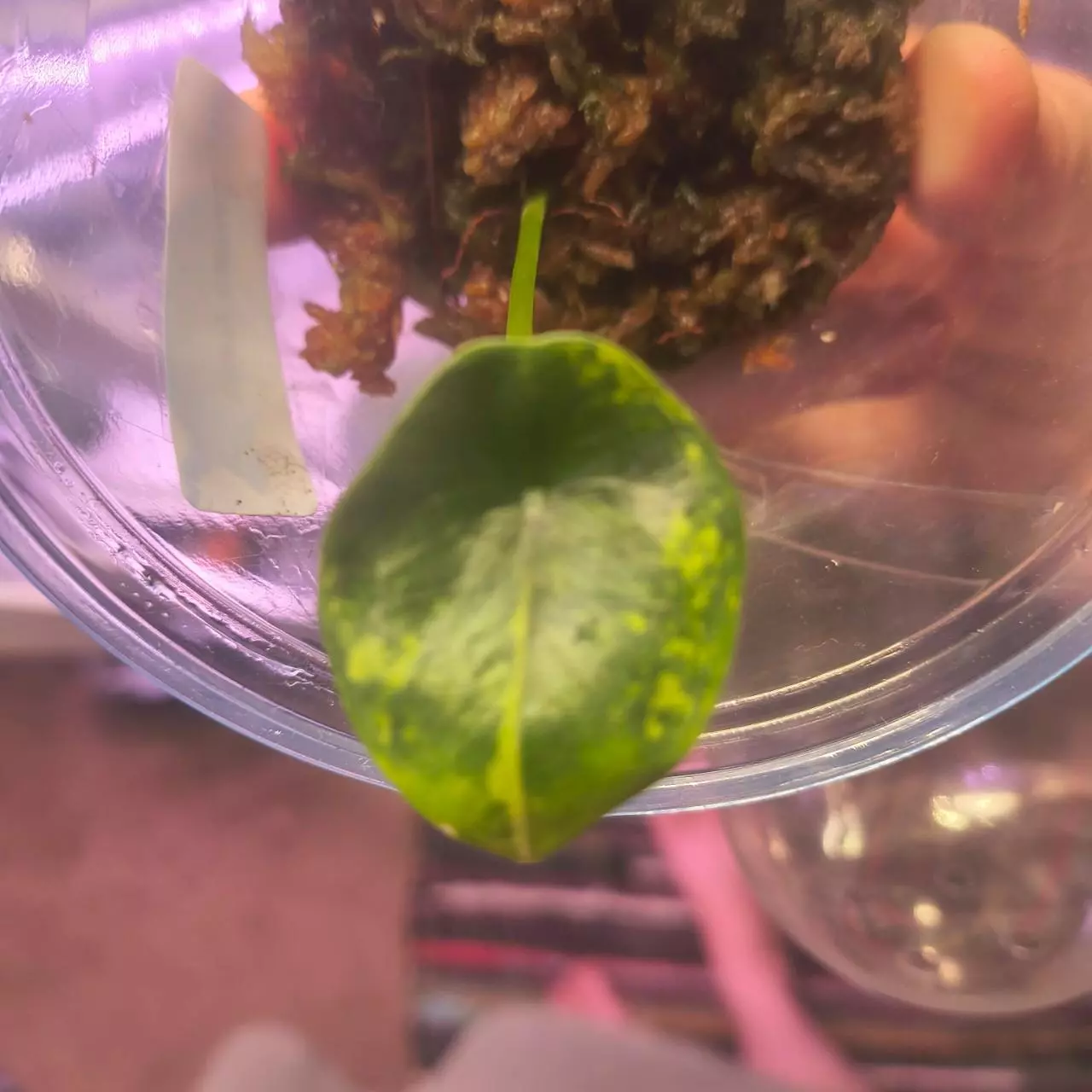 plant/ALOCASIA SinuatA AureA (corm grown)-0