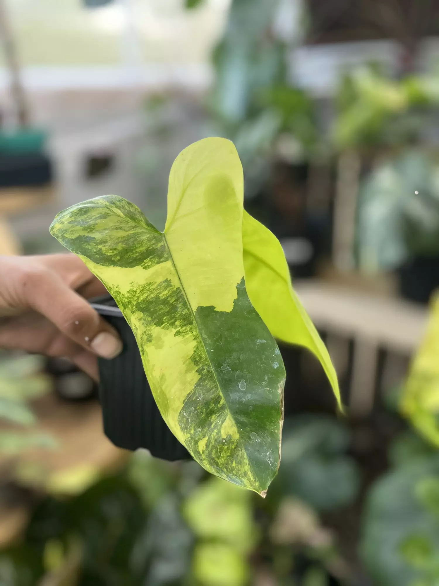 plant/Philodendron Florida Beauty x Paraiso Verde (unrooted top cut)-0