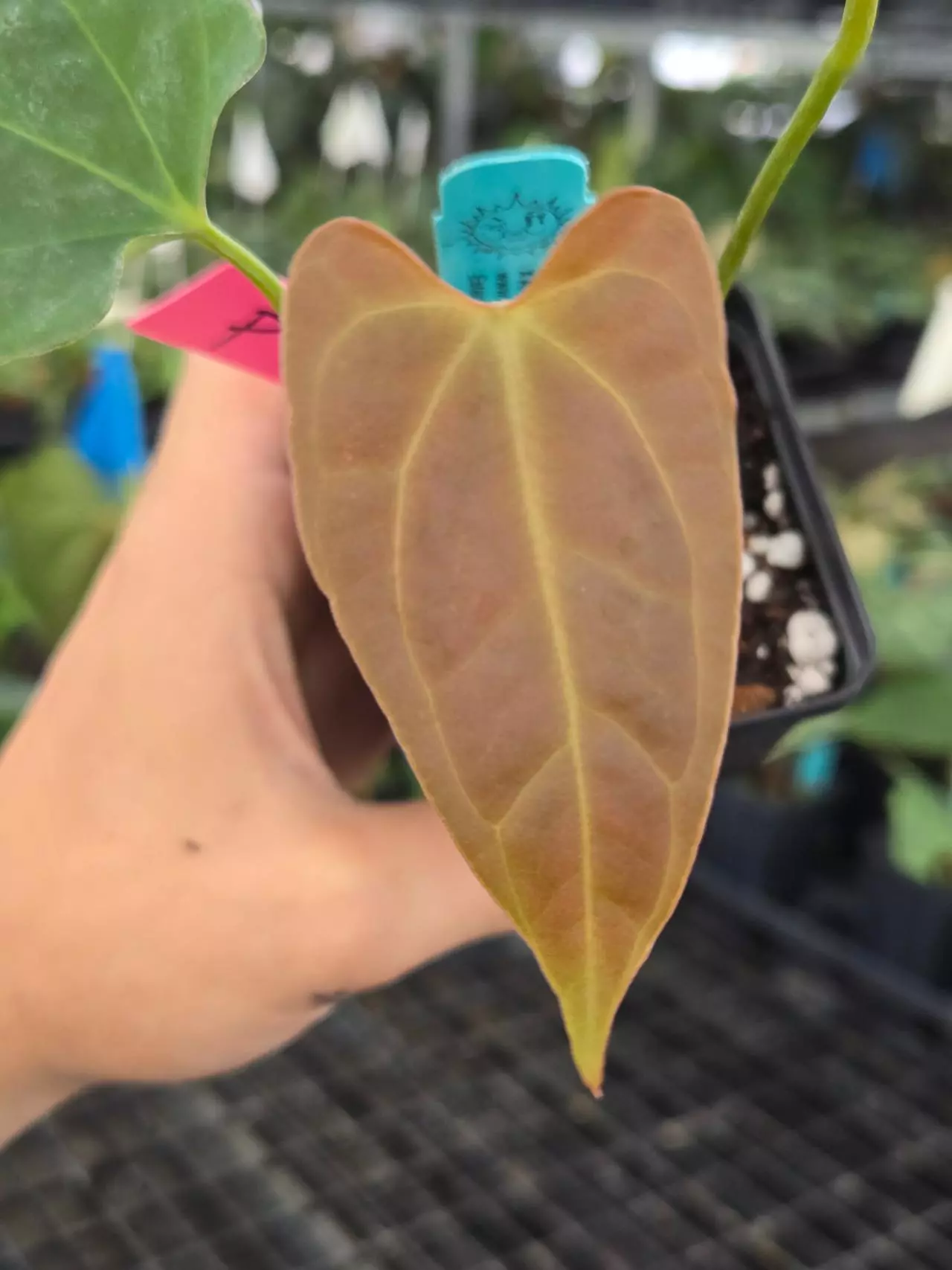 plant/P107 Dark green emergent. ( AOS / Tims Black) x Portillae NSE Dewey Fisk Clone-1