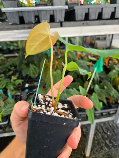 plant/P109 copper brown emergent. Mikes Mag Pap #2 x Tim Anderson Mag Pap #2-3-thumbnail