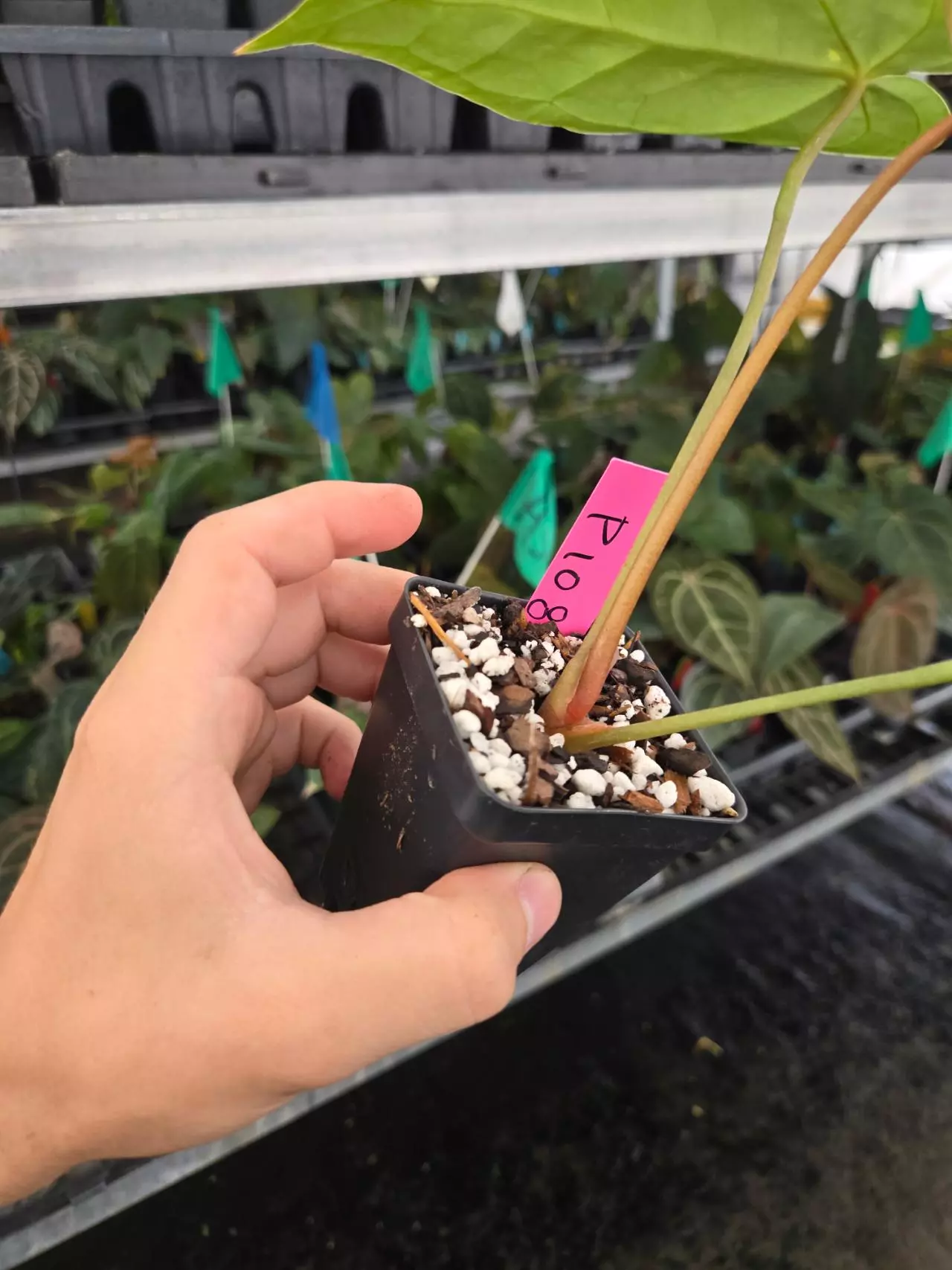 plant/P108 Dark green/choco red vein emergent. SKG Red Crystal x Swampmannii Round-3