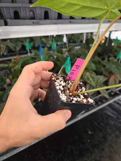 plant/P108 Dark green/choco red vein emergent. SKG Red Crystal x Swampmannii Round-3-thumbnail