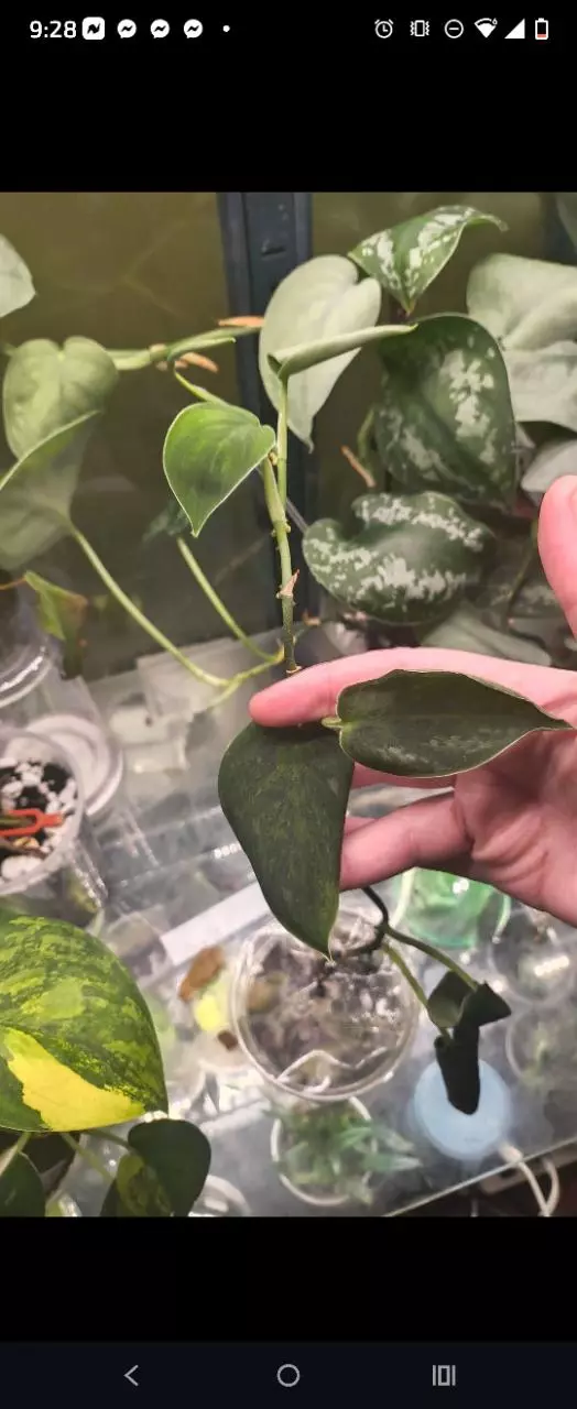 plant/Sc Green tri color -0