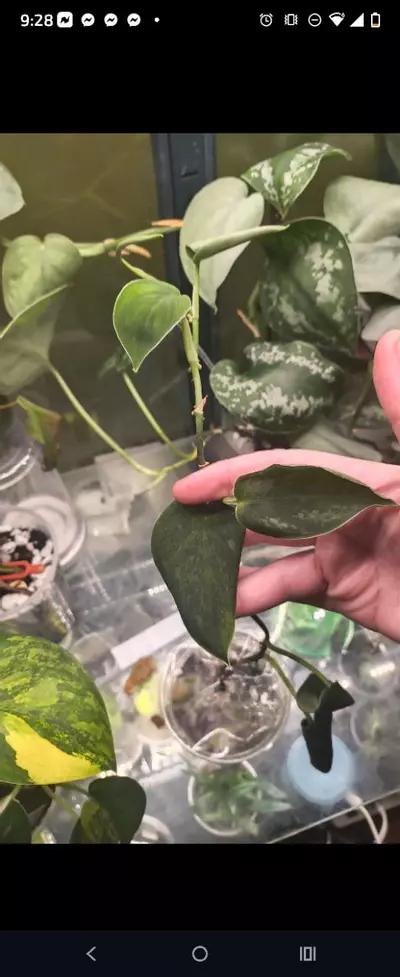 plant/Sc Green tri color -0-thumbnail