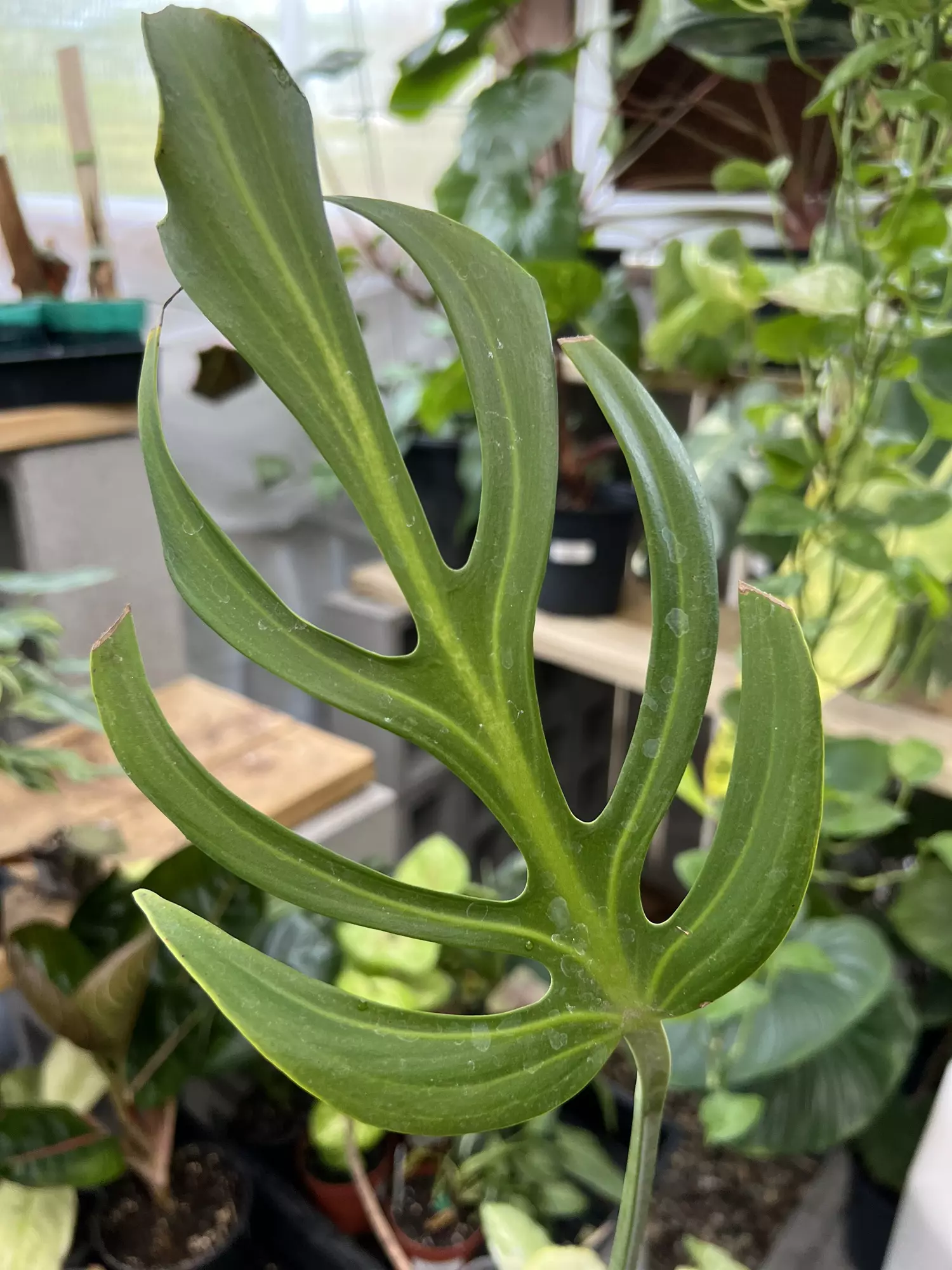 plant/Monstera Burle Marx Flame - Mature Fenestrated Leaf Midcut-0