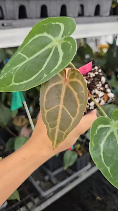 plant/P108 Dark green/choco red vein emergent. SKG Red Crystal x Swampmannii Round-0-thumbnail