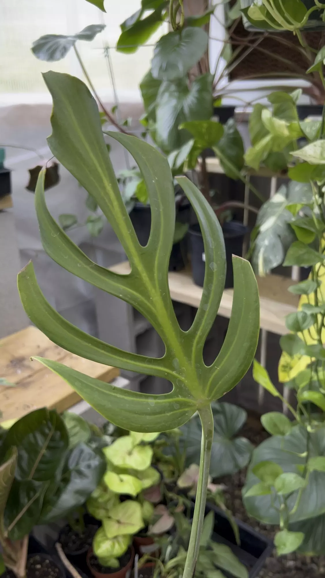 plant/Monstera Burle Marx Flame - Mature Fenestrated Leaf Midcut-1