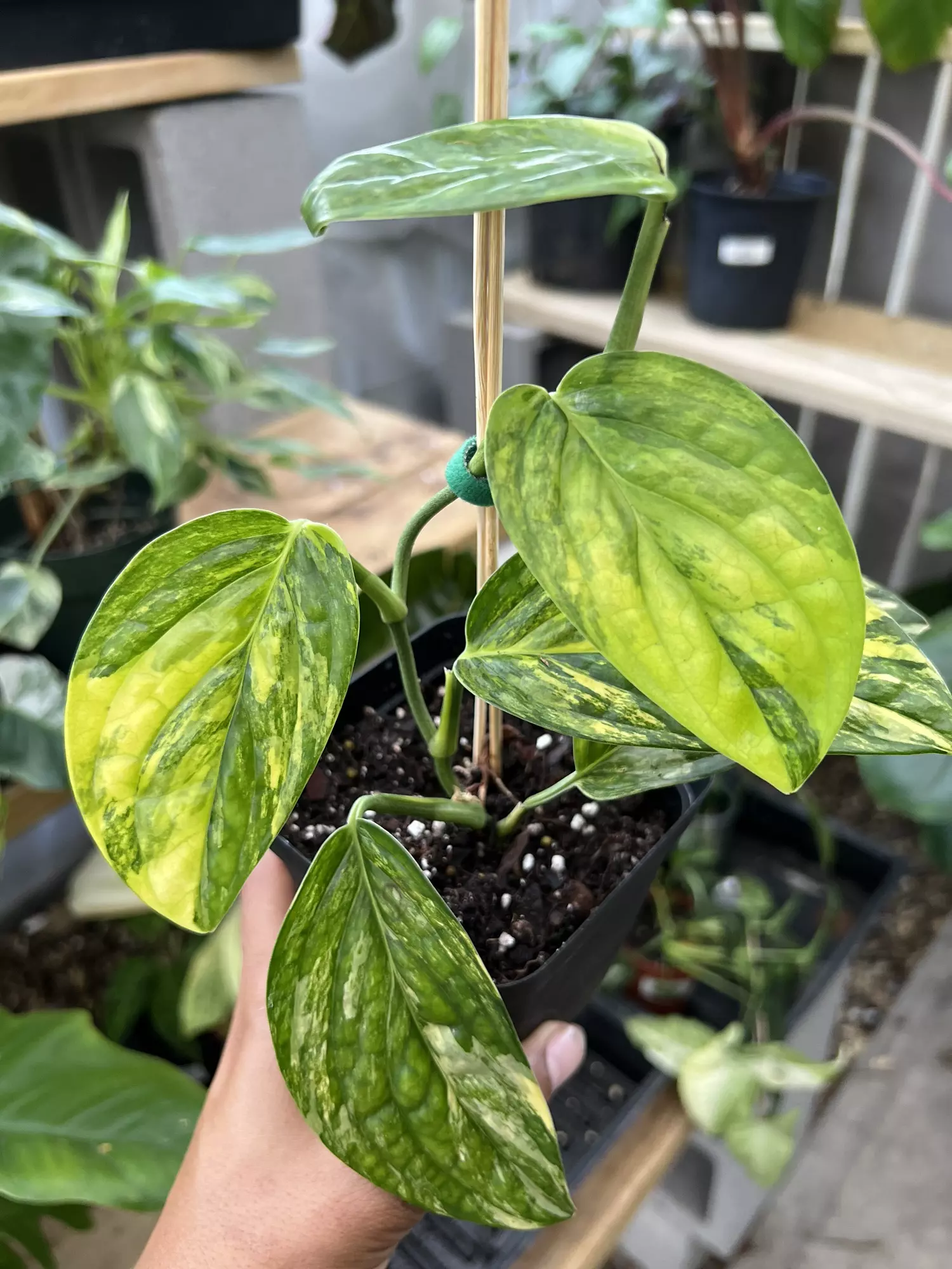 plant/Monstera Peru Variegated (imported 2 weeks ago)-0