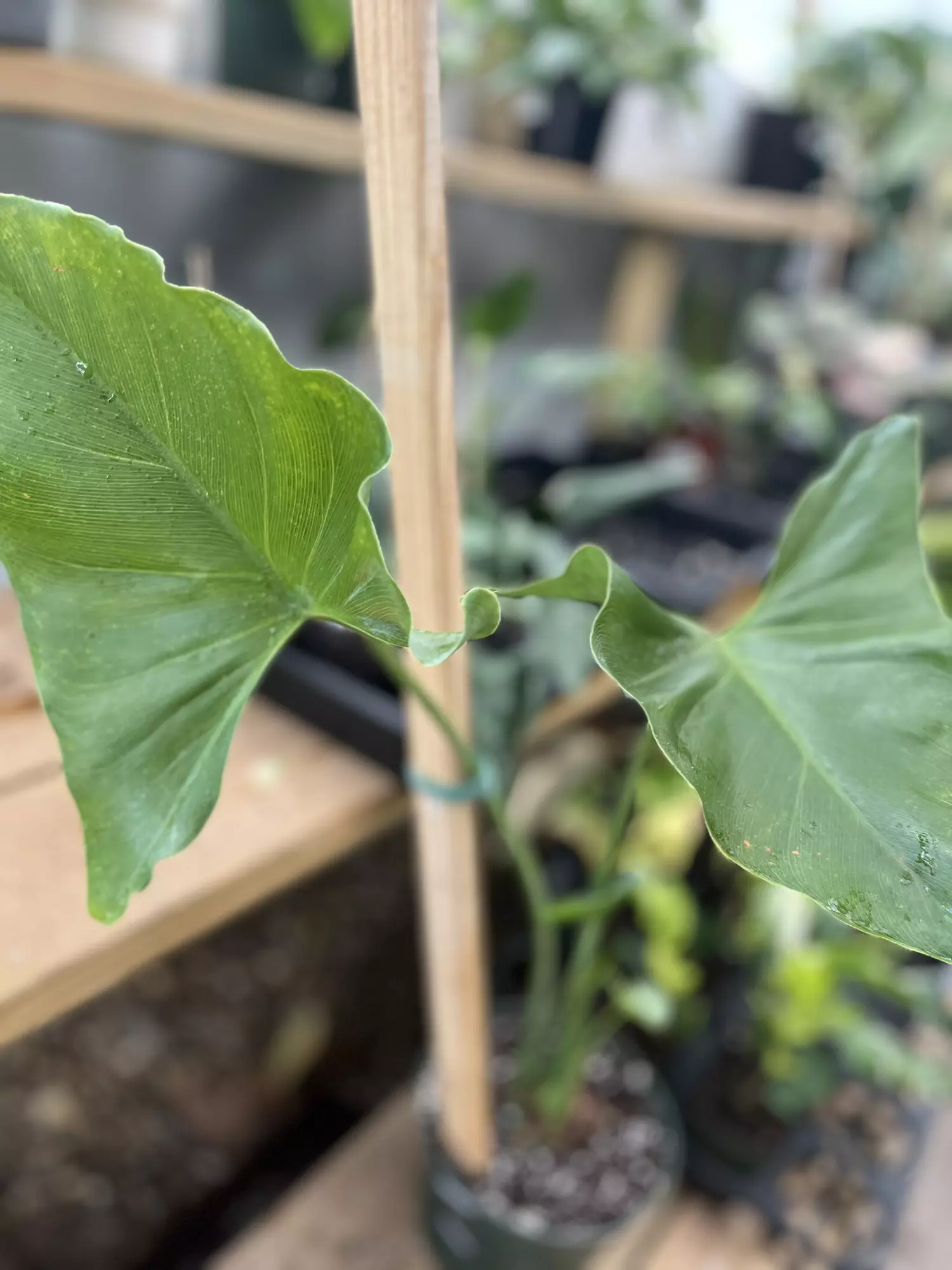 plant/Philodendron Tweedianum | Rare Mature Philodendron-1