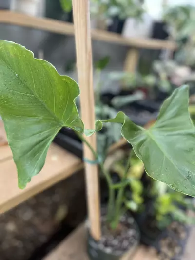 plant/Philodendron Tweedianum | Rare Mature Philodendron-1-thumbnail