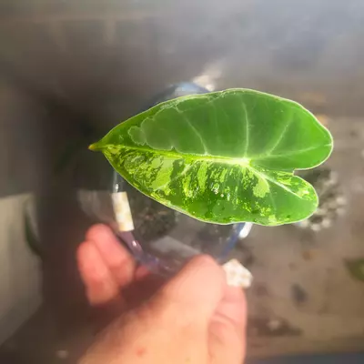 plant/Var Frydek (corm grown )-0-thumbnail