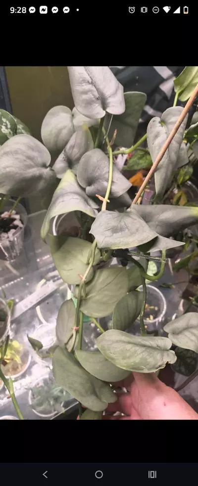 plant/XL silver platinum -0-thumbnail