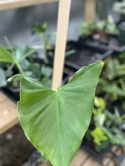 plant/Philodendron Tweedianum | Rare Mature Philodendron-0-thumbnail