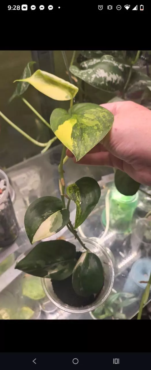 plant/Jade satin Aurea -0