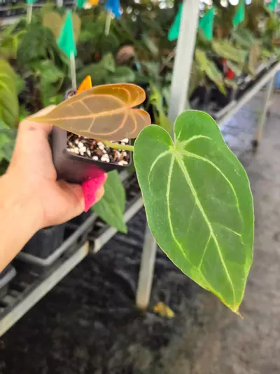 plant/P106 Dark chocolate red vein emergent. Swampmannii F2 ( S #3 x S. Round)-2-thumbnail