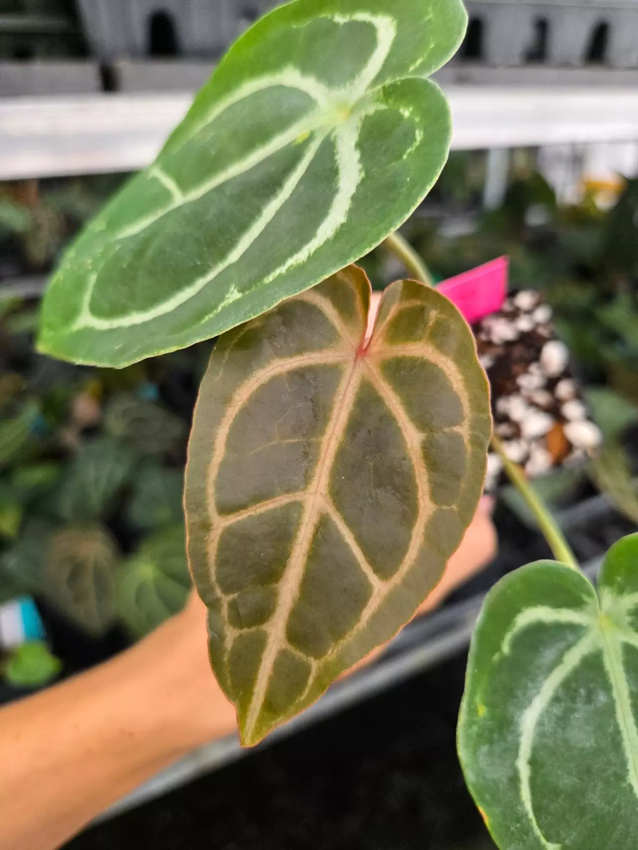 plant/P108 Dark green/choco red vein emergent. SKG Red Crystal x Swampmannii Round-1