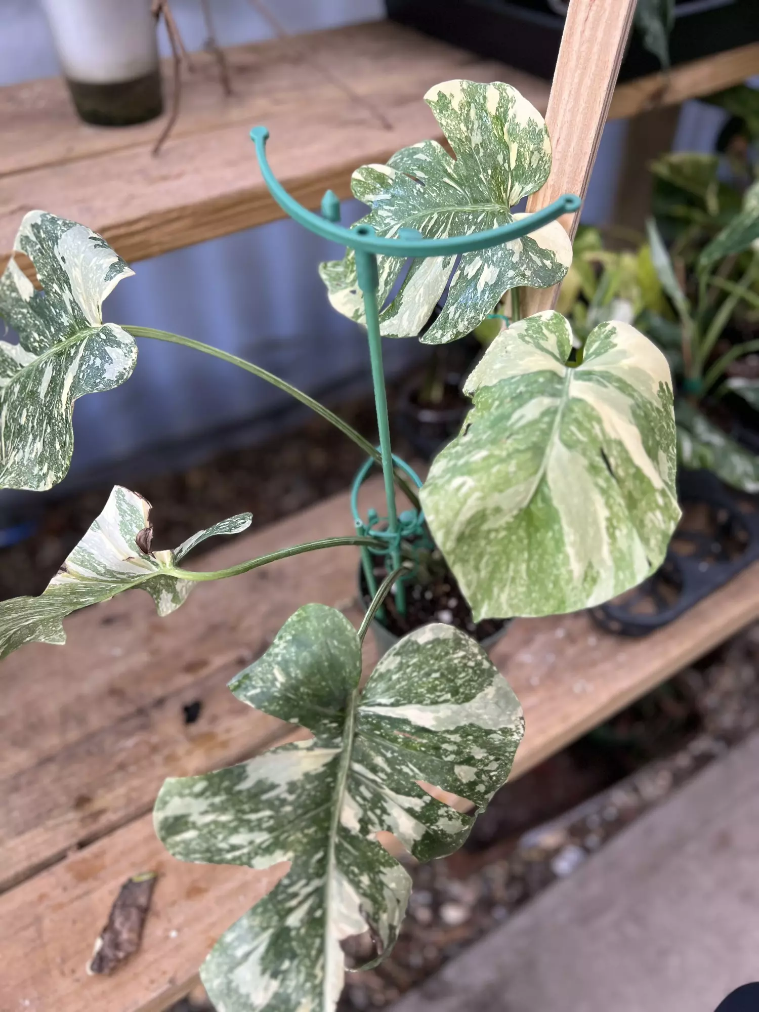 plant/Monstera White Snow-0