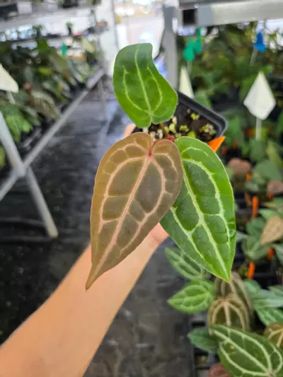 plant/P110 Purple emergent.( Tim Anderson Crystal Mag x Tims Black) x Doc Block Purple F2-2-thumbnail