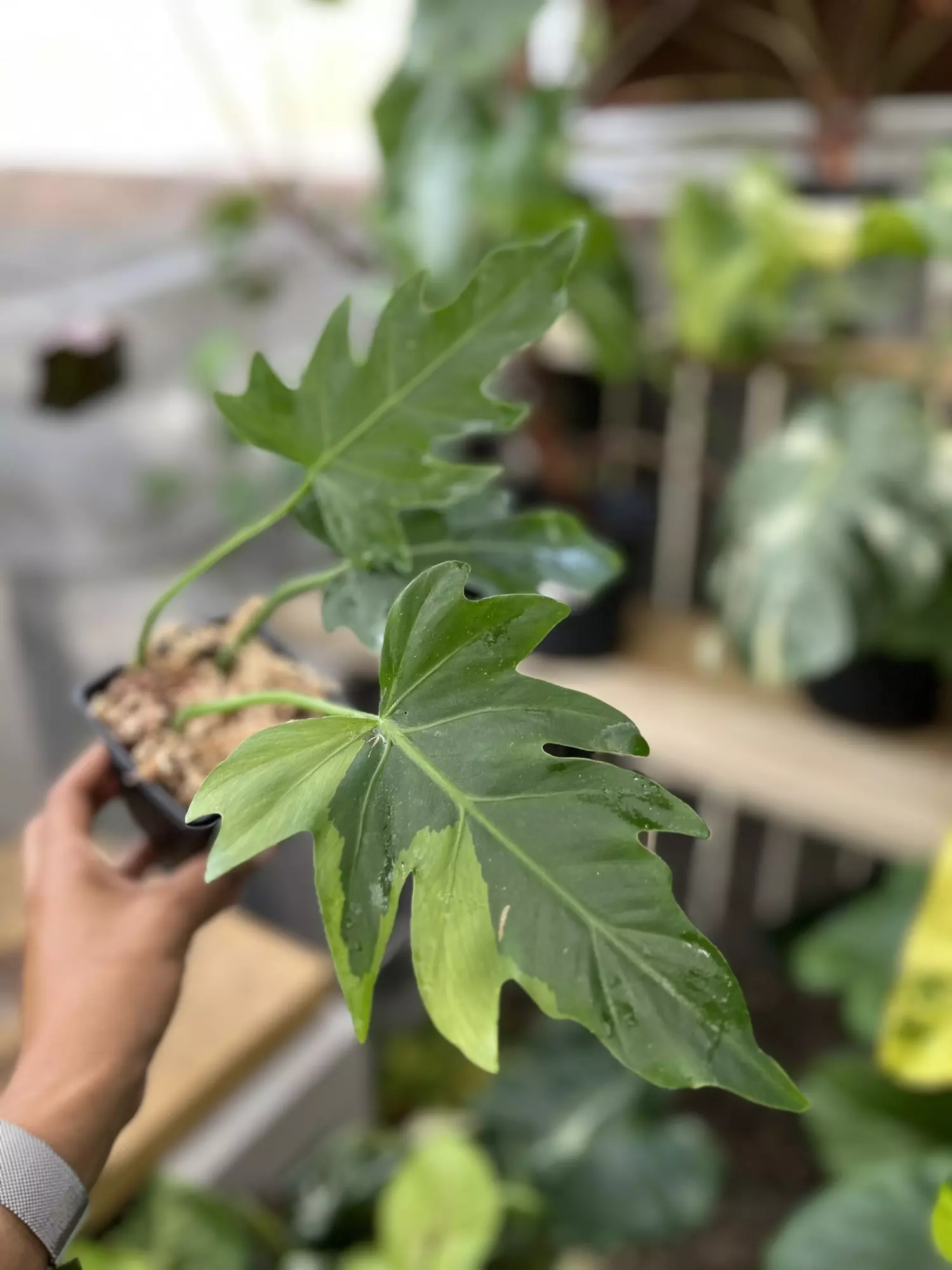 plant/Variegated radiatum Midcut (lightly rooted)-0