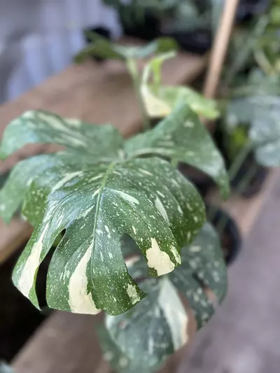 plant/Monstera Thai Constellation XL-1-thumbnail