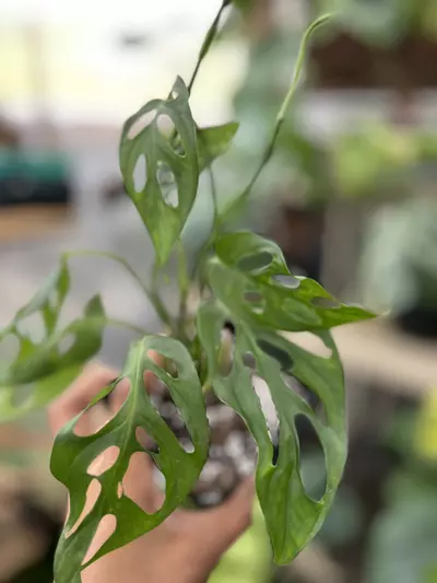 plant/Monstera sp. 'Pachicutza'-0-thumbnail