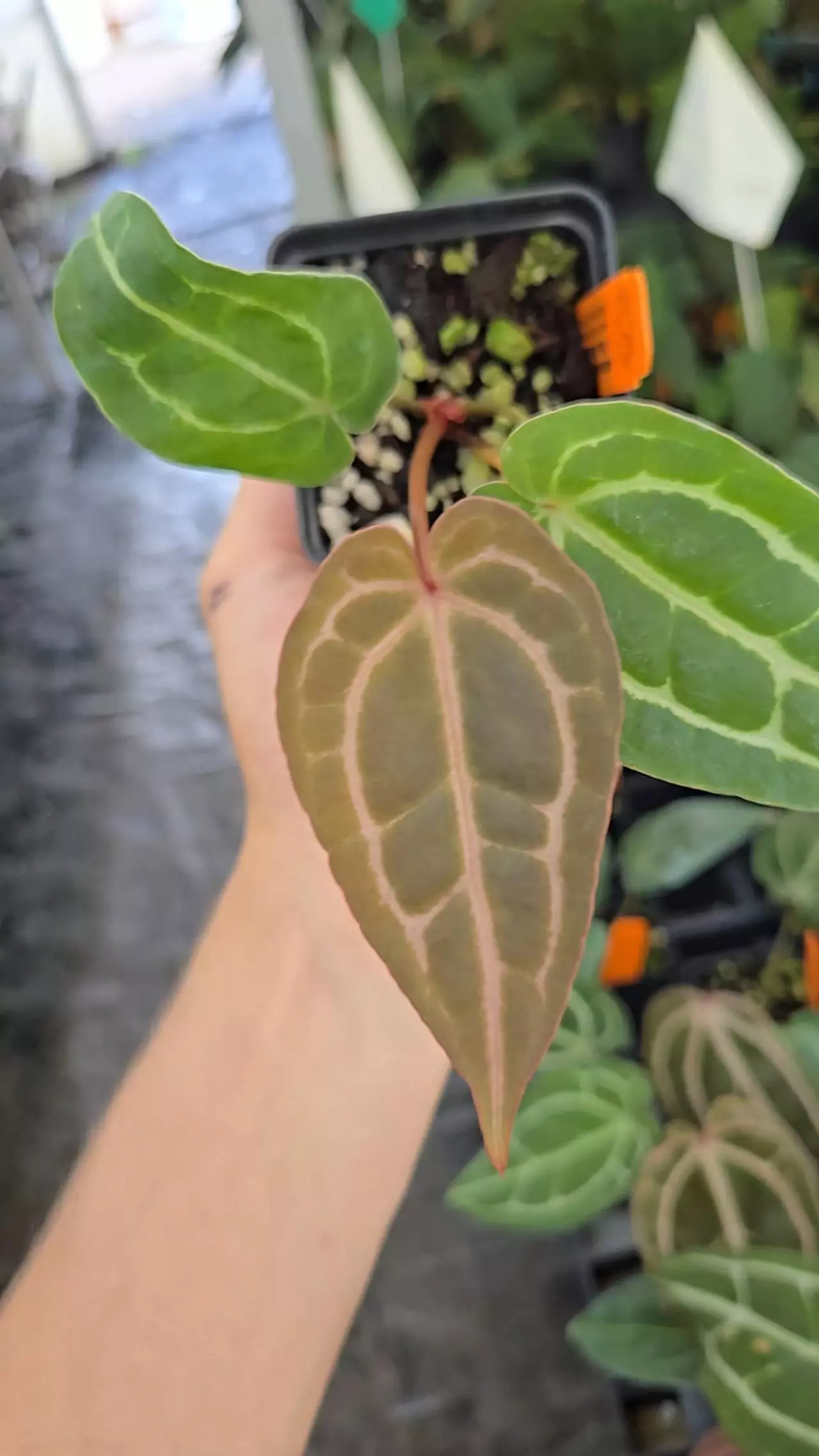 plant/P110 Purple emergent.( Tim Anderson Crystal Mag x Tims Black) x Doc Block Purple F2-0