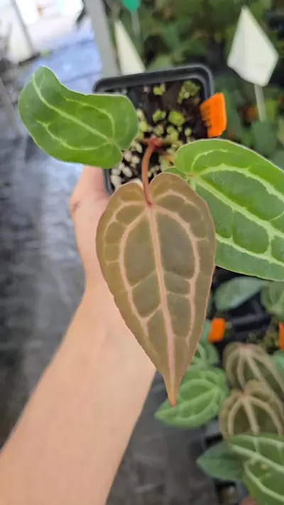 plant/P110 Purple emergent.( Tim Anderson Crystal Mag x Tims Black) x Doc Block Purple F2-0-thumbnail