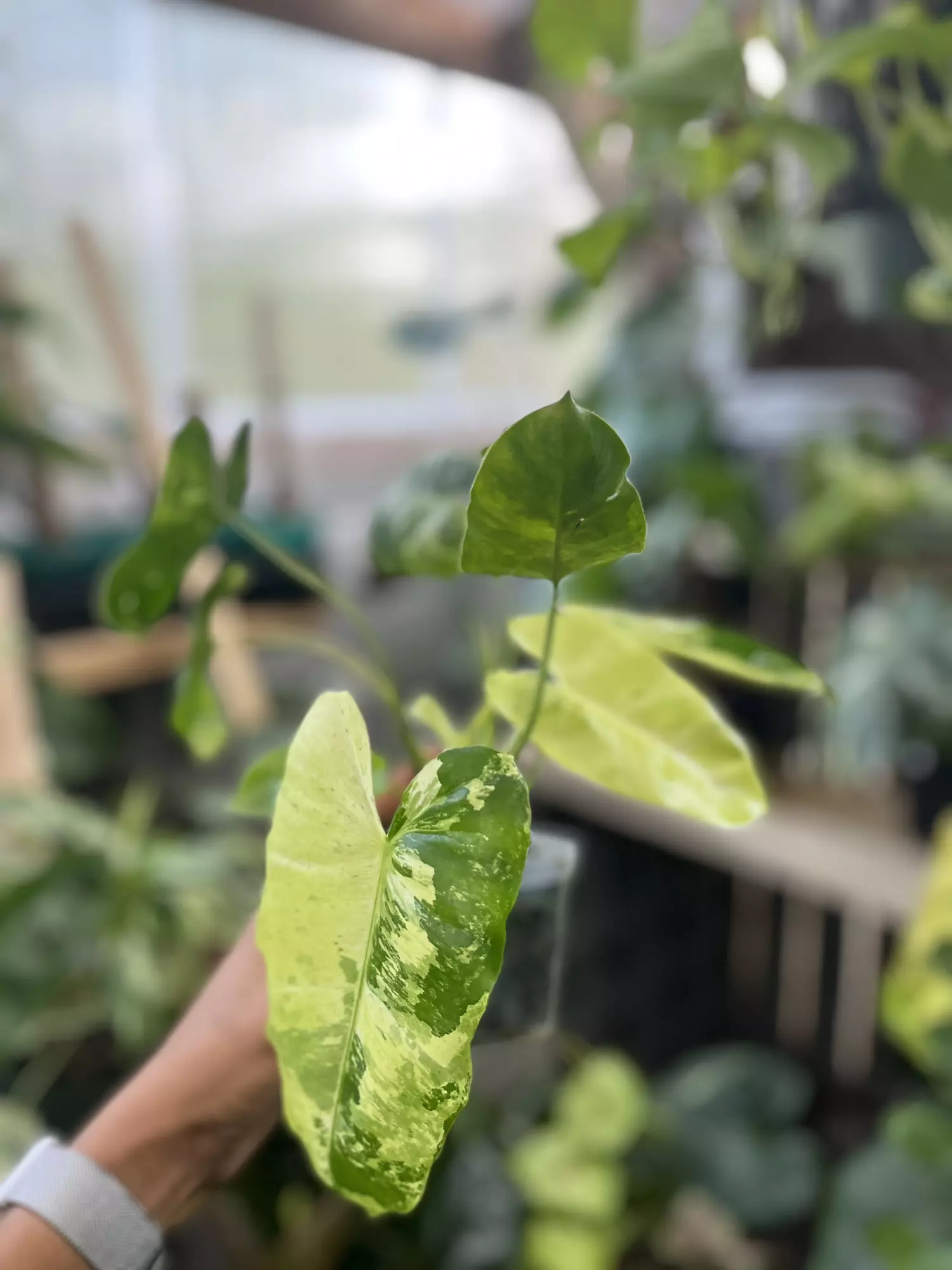 plant/Philodendron white snow (rare burle Marx mutation)-0