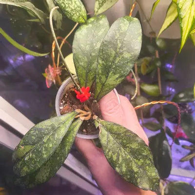 plant/Hoya Crassi splash-0-thumbnail