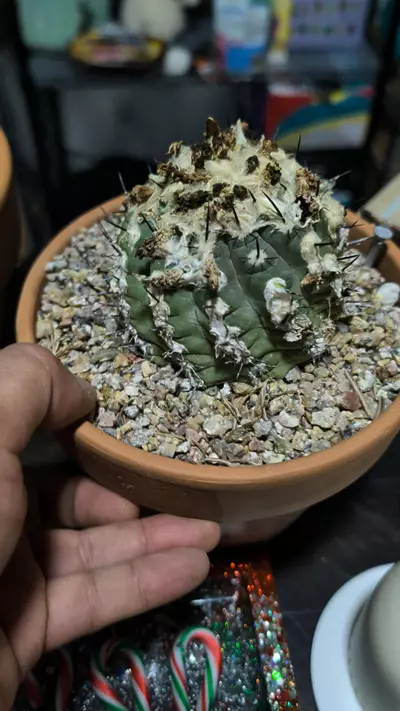 plant/Specimen - seed grown US copiapoa hypogea barquitensis -0-thumbnail