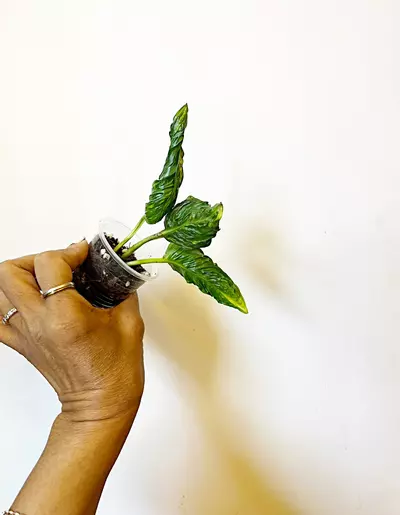 plant/Shanghai-La Pothos *gc-2-thumbnail